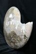 Polished Ammonite (Choffaticeras?) - Goulmima, Morocco #27368-4
